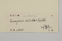 亮葉衛矛、中華衛矛藏品圖，第3張