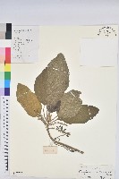 白桐樹藏品圖，第1張