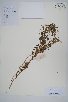 凹葉野莧菜藏品圖，第1張