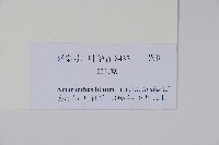 凹葉野莧菜藏品圖，第2張