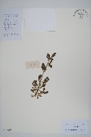 匙葉蓮子草藏品圖，第1張