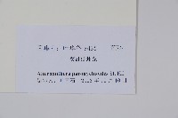 匙葉蓮子草藏品圖，第2張