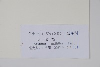 老鼠?、軟骨牡丹藏品圖，第2張