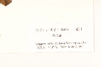 六角草藏品圖，第3張