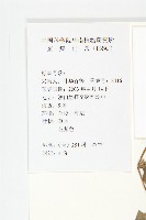 裂葉牽牛藏品圖，第2張
