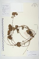 野牽牛藏品圖，第1張