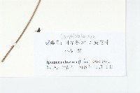 野牽牛藏品圖，第3張