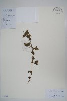 白花菜藏品圖，第1張