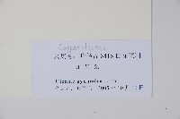 白花菜藏品圖，第2張