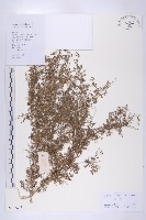 臭濱芥、臭薺藏品圖，第1張