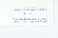 臭濱芥、臭薺藏品圖，第3張