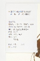 紅瓜藏品圖，第2張