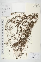 卵葉菜欒藤藏品圖，第1張