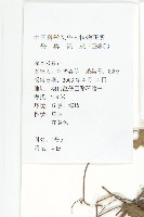 卵葉菜欒藤藏品圖，第2張