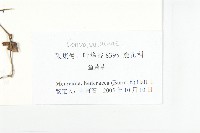 卵葉菜欒藤藏品圖，第3張