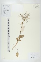 葶藶藏品圖，第1張