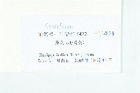 葶藶藏品圖，第3張