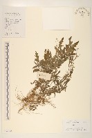 銀膠菊藏品圖，第1張