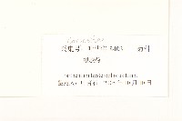 銀膠菊藏品圖，第3張