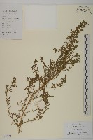 臭杏、土荊芥藏品圖，第1張