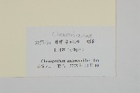 臭杏、土荊芥藏品圖，第3張