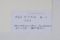 蓮子草藏品圖，第2張