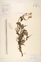 苦滇菜、苦菜藏品圖，第1張