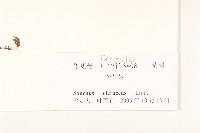 苦滇菜、苦菜藏品圖，第3張