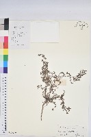 千根草藏品圖，第1張