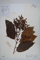 厚殼樹藏品圖，第1張