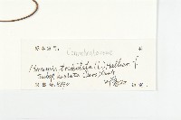 戟葉菜欒藤藏品圖，第3張