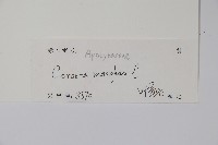 海檬果藏品圖，第2張