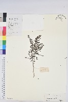 小返魂藏品圖，第1張