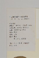 狹葉衛矛藏品圖，第2張