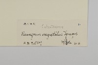 狹葉衛矛藏品圖，第3張