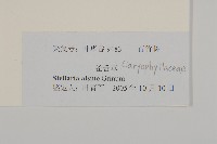 雀舌草藏品圖，第3張