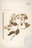 茄葉斑鳩菊藏品圖，第1張