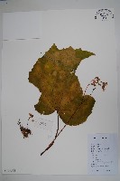 紫背天葵藏品圖，第1張