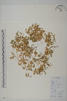 牛繁縷藏品圖，第1張