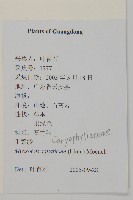 牛繁縷藏品圖，第2張