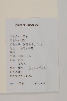 大花咸豐草藏品圖，第2張