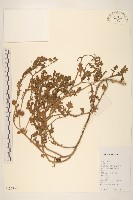 戴星草藏品圖，第1張