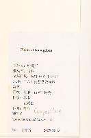 戴星草藏品圖，第2張