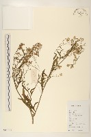 銀膠菊藏品圖，第1張