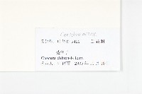中國菟絲子藏品圖，第3張