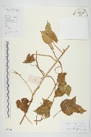 裂葉牽牛藏品圖，第1張