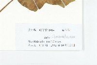 裂葉牽牛藏品圖，第3張