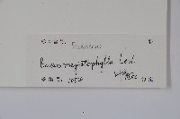 大葉黃楊藏品圖，第2張