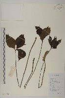 及己藏品圖，第1張