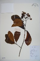 珊瑚樹藏品圖，第1張